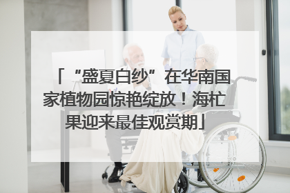 “盛夏白纱”在华南国家植物园惊艳绽放！海杧果迎来最佳观赏期