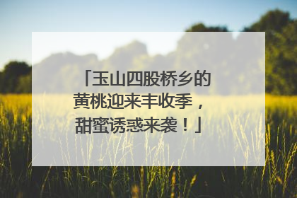 玉山四股桥乡的黄桃迎来丰收季，甜蜜诱惑来袭！