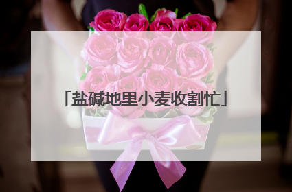 盐碱地里小麦收割忙