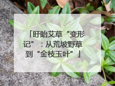 盱眙艾草“变形记”：从荒坡野草到“金枝玉叶”