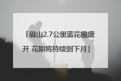 眉山2.7公里蓝花楹盛开 花期将持续到下月