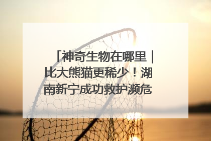 神奇生物在哪里｜比大熊猫更稀少！湖南新宁成功救护濒危鸟类海南鳽