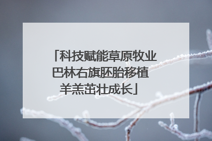 科技赋能草原牧业 巴林右旗胚胎移植羊羔茁壮成长