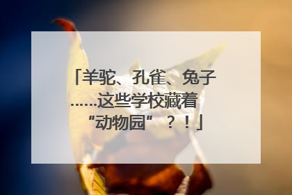 羊驼、孔雀、兔子……这些学校藏着 “动物园”？！