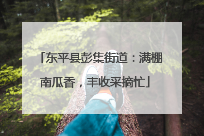 东平县彭集街道：满棚南瓜香，丰收采摘忙