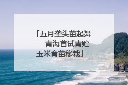 五月垄头苗起舞——青海首试青贮玉米育苗移栽