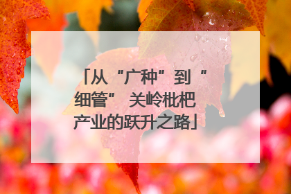 从“广种”到“细管” 关岭枇杷产业的跃升之路