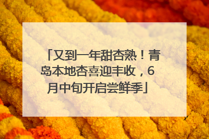又到一年甜杏熟！青岛本地杏喜迎丰收，6月中旬开启尝鲜季
