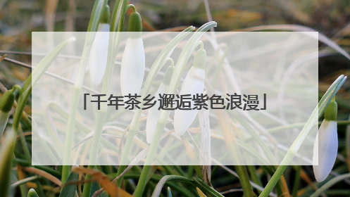 千年茶乡邂逅紫色浪漫