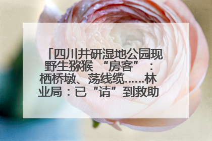 四川井研湿地公园现野生猕猴 “房客”：栖桥墩、荡线缆……林业局：已“请”到救助站，将放归自然
