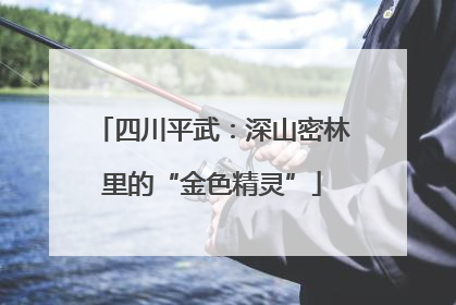四川平武：深山密林里的“金色精灵”