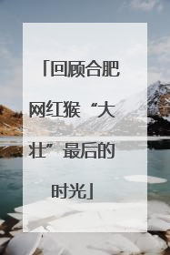 回顾合肥网红猴“大壮”最后的时光