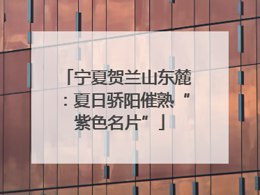 宁夏贺兰山东麓：夏日骄阳催熟“紫色名片”