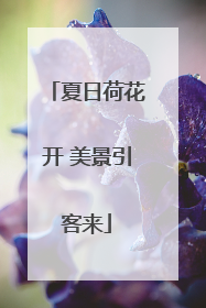 夏日荷花开 美景引客来