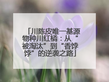 川陈皮唯一基源物种川红橘：从“被淘汰”到“香饽饽”的逆袭之路