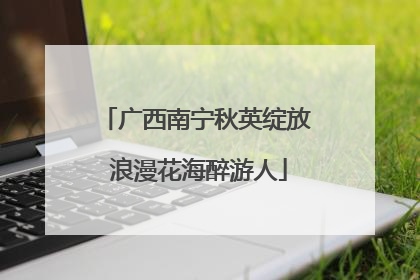 广西南宁秋英绽放 浪漫花海醉游人