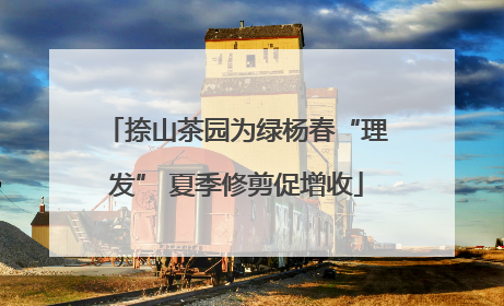 捺山茶园为绿杨春“理发” 夏季修剪促增收