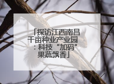 探访江西南昌千亩种业产业园：科技“加码” 果蔬飘香