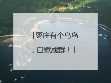枣庄有个鸟岛，白鹭成群！
