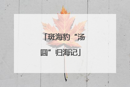 斑海豹“汤圆”归海记