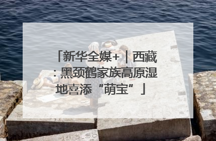 新华全媒+｜西藏：黑颈鹤家族高原湿地喜添“萌宝”