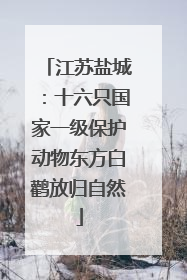 江苏盐城：十六只国家一级保护动物东方白鹳放归自然