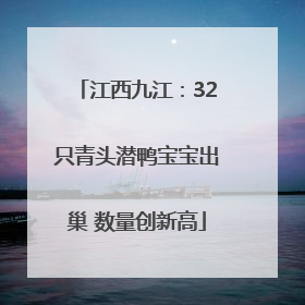 江西九江：32只青头潜鸭宝宝出巢 数量创新高