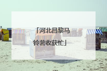 河北昌黎马铃薯收获忙