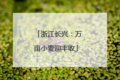 浙江长兴：万亩小麦迎丰收