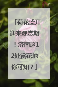 荷花盛开迎来观赏期！济南这12处赏花地你可知？