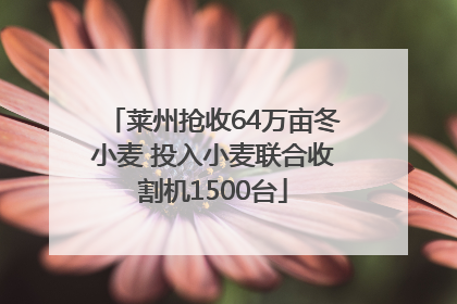 莱州抢收64万亩冬小麦 投入小麦联合收割机1500台