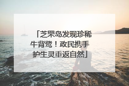 芝罘岛发现珍稀牛背鹭！政民携手护生灵重返自然