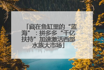 藏在鱼缸里的“蓝海”：拼多多“千亿扶持”加速激活西部水族大市场