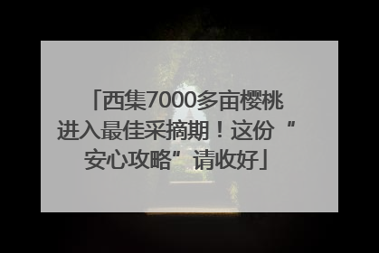西集7000多亩樱桃进入最佳采摘期！这份“安心攻略”请收好