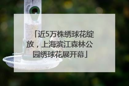 近5万株绣球花绽放，上海滨江森林公园绣球花展开幕