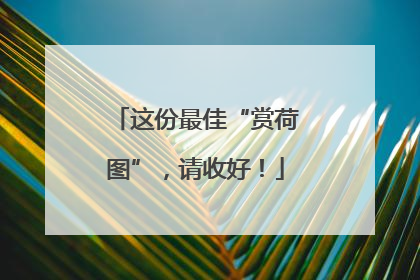 这份最佳“赏荷图”，请收好！