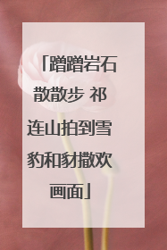 蹭蹭岩石散散步 祁连山拍到雪豹和豺撒欢画面