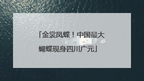 金裳凤蝶！中国最大蝴蝶现身四川广元