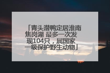 青头潜鸭定居淮南焦岗湖 最多一次发现104只，属国家一级保护野生动物