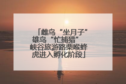 雌鸟“坐月子”雄鸟“忙捕猎” 峡谷旅游路栗喉蜂虎进入孵化阶段