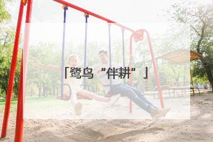 鹭鸟“伴耕”