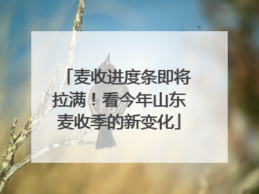 麦收进度条即将拉满！看今年山东麦收季的新变化