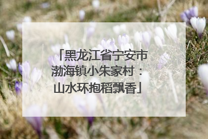 黑龙江省宁安市渤海镇小朱家村：山水环抱稻飘香