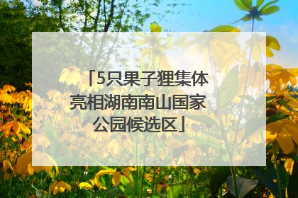 5只果子狸集体亮相湖南南山国家公园候选区